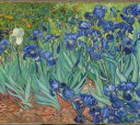 Irises
